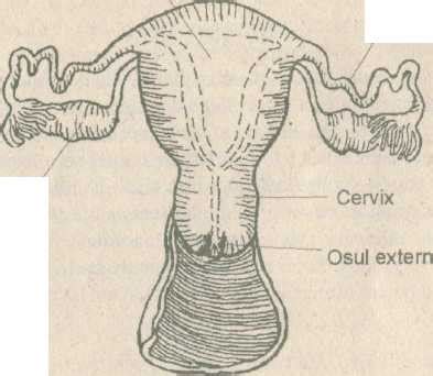 cavitatea uterină varicoasă